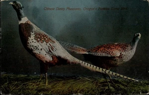 Faisanes chinos Denny, famoso pájaro de juego de Oregón postal 1912 - Imagen 1 de 2