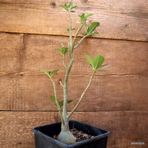 D4394 ADENIUM SOMALENSE maceta 16-H35-W10 cm MaMa Cactus - Imagen 1 de 4