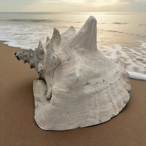 Natürliche Queen Muschel Muschel gehörnt groß Strand Muschel 7x6 Ozean Dekor Maritim - Bild 1 von 10