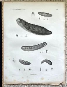 Rare c1810 Savigny SEA-CUCUMBER Description de l'Egypte HOLOTHURIES PL #8 - Bild 1 von 7