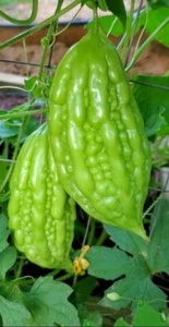 Bitter Melon, Momordica Charantia, Bitter Gourd - 10 Seeds - USA - Picture 1 of 1