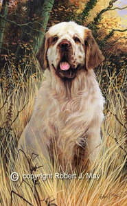 Clumber Spaniel Limited Edition Print by Robert May - Picture 1 of 1