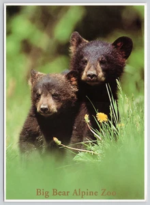 Postkarte Schwarzbärjunge Großer Bär Alpenzoo Kalifornien Jumbo Ursus americanus - Bild 1 von 2