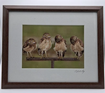 Owls Wildlife Photography Print - Image 1 of 4