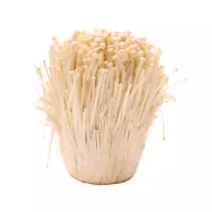 Cultivo líquido Enoki Flammulina Filiformis con instrucciones - Imagen 1 de 3
