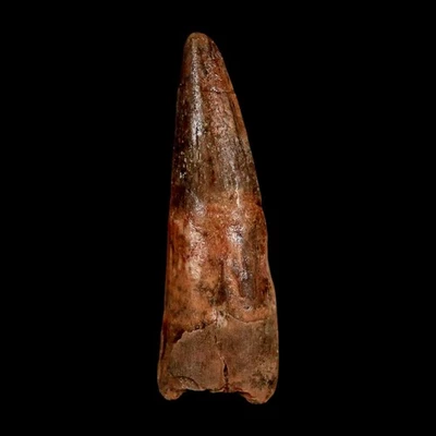 1.7" Spinosaurus Fossil Tooth 100 Million Years Old Cretaceous Dinosaur COA - Image 1 of 4