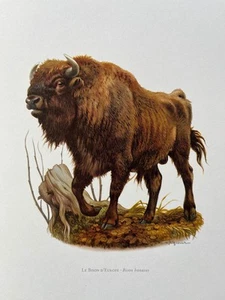 European bison animal print. antique and vintage natural sciences and zoology - Picture 1 of 5