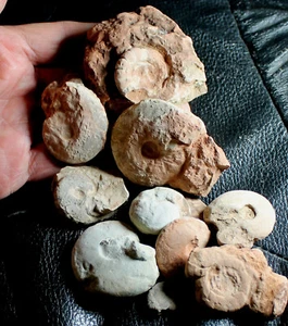 Lotto 10 fossili ammonoidi del Devoniano - Foto 1 di 2
