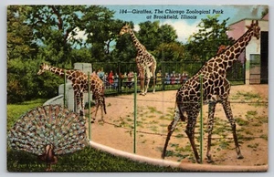 Postal Jirafas El Parque Zoológico de Chicago Brookfield Illinois Lino - Imagen 1 de 2