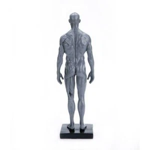 30cm Anatomie Schädel Blut Skulptur Kopf Körper Muskel Knochen Modell männlich grau USA - Bild 1 von 9
