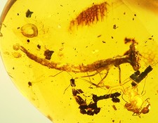 Very rare damselfly larvae. Burmite Natural Myanmar Insect Amber Fossil
