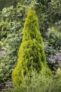 Thuja occidentalis 'Golden Smaragd', Lebensbaum, goldgrün, 40–60 cm - Bild 1 von 12