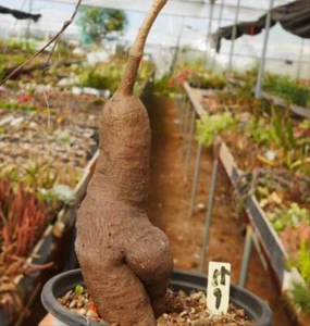 Raro Cyphostemma elephantopus Desc. WYSIWYG semilla cultivada Caudex Boutique - Imagen 1 de 12