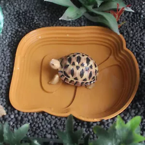 Reptile PP Plastic Bathing Pool Water Bowl / Dish for Lizard, Snake, Tortoises - Picture 1 of 15