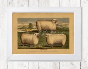 POSTERDRUCK Cotswolds Schafe Sepia feine Exemplare dieser gefeierten Rasse - Bild 1 von 4