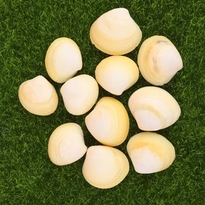  Conchiglie Mare per Artigianato Acquario Marino Ornamenti Decorazione Accessori Pesci - Foto 1 di 12