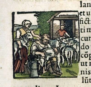 Gravure estampe ancienne illustration de 1543 LA TONTE DES MOUTONS - Imagen 1 de 3