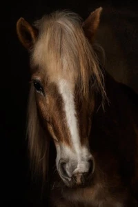 Sapience by Martine Benezech Horse Photography Giclee Art Print Ships Free - Picture 1 of 4