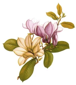Rosa Rose Magnolie Blume Überglasur Wasserrutsche Keramik Aufkleber - Bild 1 von 7