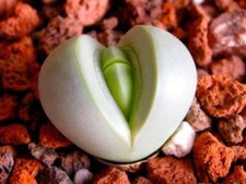 100 Argyroderma testiculare 23 NO lithops conophytum flowering stone SEEDS SEMI