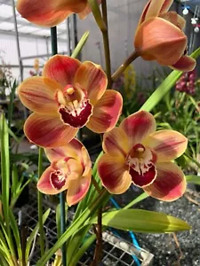 Cymbidium Orchid - Hazel Splash ‘3 Amigos' - With 1 Flower Spike - Picture 1 of 3
