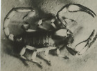 Scorpion languedocien Vintage silver print,Buthus occitanus, le Scorpion Langu