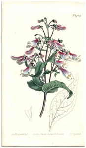 1811 Curtis Botanical Magazine No.1424 Book Plate Print C6 - Bild 1 von 2