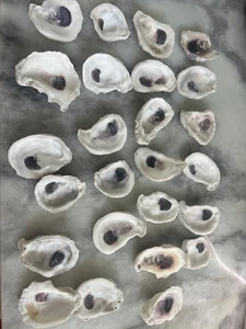 Beautiful Bulk Oyster Shells Ready For Your crafting, cleaned 3” - Picture 1 of 3