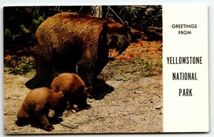 Greetings from Yellowstone National Park Postcard Bear and Cubs UNP - Picture 1 of 2