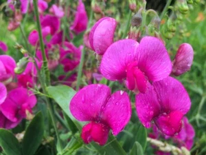 25 Pink Wild Sweet Pea Lathyrus latifolius Seeds Organic Non-GMO - Picture 1 of 1