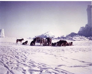 T23-80034 Original Photo Thule Air Base Greenland ca 1965 satin 8x10 sled teams - Picture 1 of 1