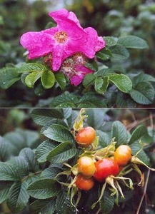 5 Kartoffelrose Apfelrose Rose Rosa rugosa 60-100 cm wurzelnackt - Bild 1 von 5