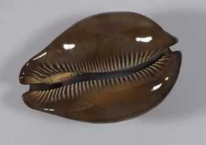 CYPRAEA STERCORARIA AMAZING - Picture 1 of 6