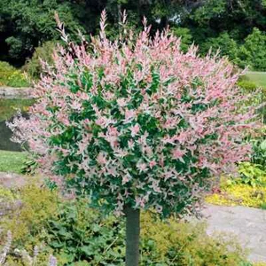 BIG Salix Flamingo Willow Tree Plant Standard 'Integra' Winter Hardy 100-110cm - Picture 1 of 8