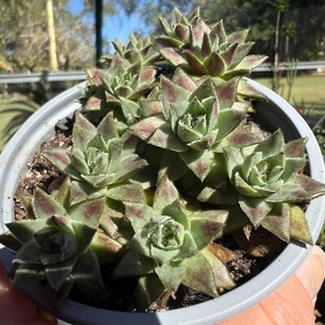 Jovibarba SOBOLIFERA - Drought Hardy Succulent - Picture 1 of 9