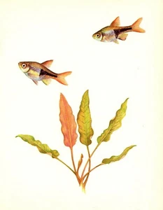 Arte vintage de peces de acuario tropicales con estampado de peces arlequín 3388-54 - Imagen 1 de 1