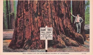 Postcard Vintage (2) CA Redwoods on Redwood Hwy (2-Card #'s) (2-UP)(524) - Picture 1 of 4