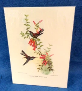 J Gould Bird Print Hummingbirds 7"x9.5" Unframed Loc G - Picture 1 of 6