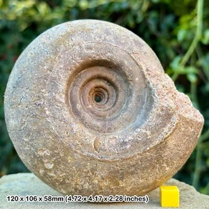 Rare permian ammonite fossil metalegoceras sundaicum - lower permian, east - Picture 1 of 3
