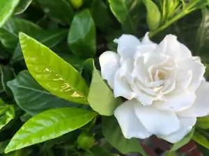 Gardenia augusta Florida - Picture 1 of 6