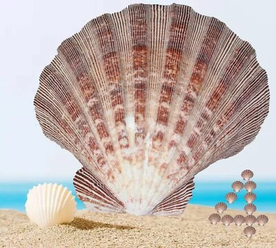 4 Pcs Polished Large Great Scallop Sea Shells 5~6 InchBrown Lion's Paw Baking... - Image 1 of 4