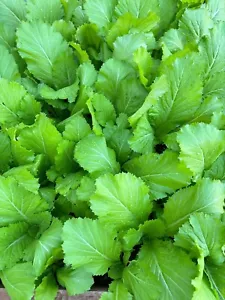 Mustard Green 400 seeds Rayo Ko Saag Indian Nepali HEIRLOOM Winter vegetable - Picture 1 of 6
