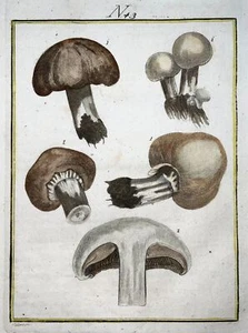 1790 Funghi, Incisione A Colori Di Sollerer, Agricoltura, Botanica - Picture 1 of 2