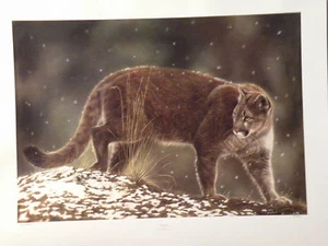 Lesley Harrison Cougar Print "A GLANCE" Limited Ed. # 79 of 890 (NO COA) MtnLion - Picture 1 of 5