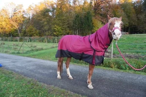 Regendecke 1200D Halsteiloption 115, 125, 135, 145, 155 & 165 Outdoordecke - Bild 1 von 20