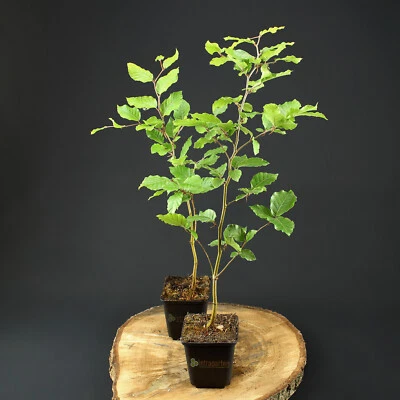 Rotbuche Fagus Sylvatica Heckenpflanze im 9 cm Topf +20 cm  Winterhart - Bild 1 von 2