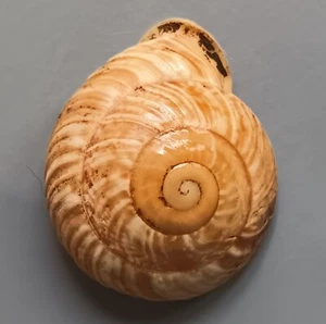 Landschnecke Obba Listeri minor 24-28 mm Edelstein/F+++ - Bild 1 von 4