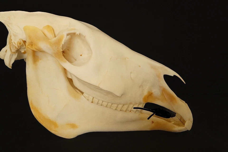 ZEBRA SKULL taxidermy - image 1 of 1