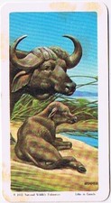 Brooke Bond Red Rose Tea Card #44 Cape African Buffalo Animals & Their Young