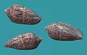 Conus Scriptus 49.3 Tulear Madagaskar AUSGEWÄHLT - Bild 1 von 4